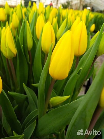 Луковицы тюльпаны