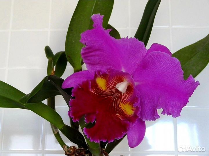 Орхидея каттлея