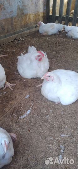 Мясо бройлера