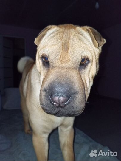 Шарпей вязка