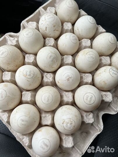 Инкубационное яйцо