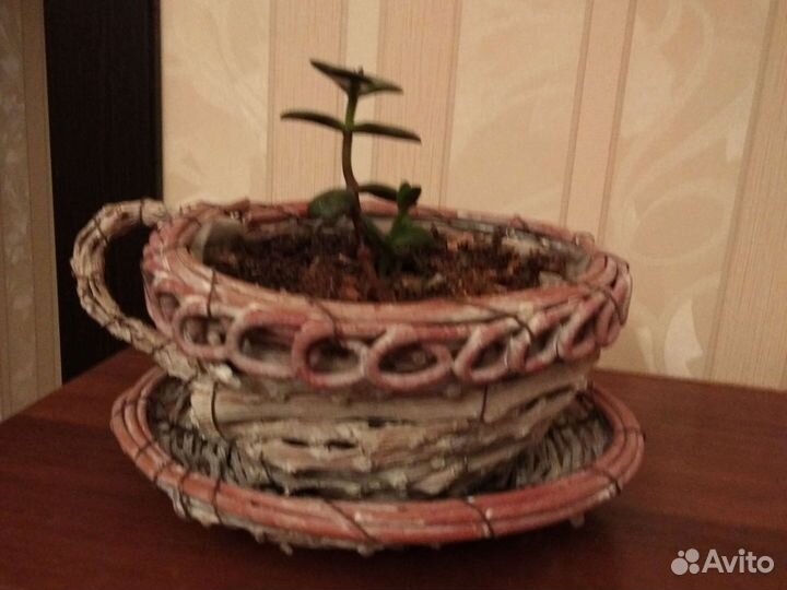 Комнатное растение