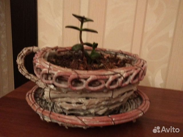 Комнатное растение