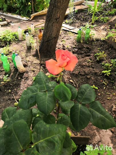 Розы кустовые