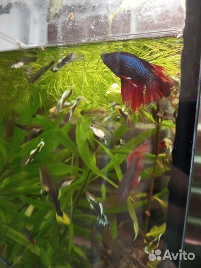 Аквариумные рыбки аквариумы Петушки гуппи