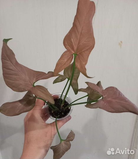 Сингониумы.Часть 1