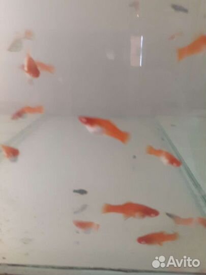 Продам рыбок