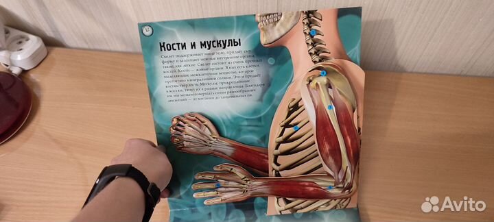 Книга по анатомии человека, для детей