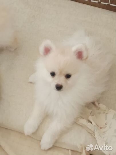 Щенки немецкого шпица