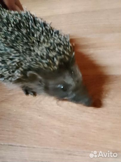 Ёжик обычный