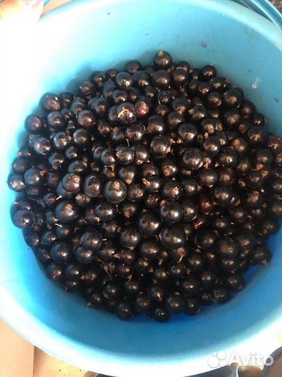 Черная смородина свежая