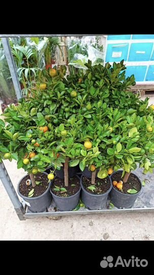 Комнатные растения