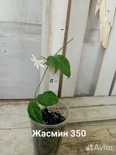 Комнатные цветы растение жасмин самбак