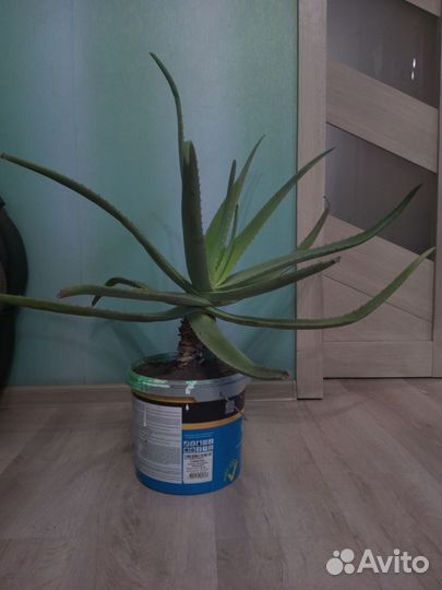 Комнатные цветок алоэ вера
