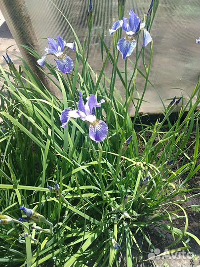Сибирский ирис