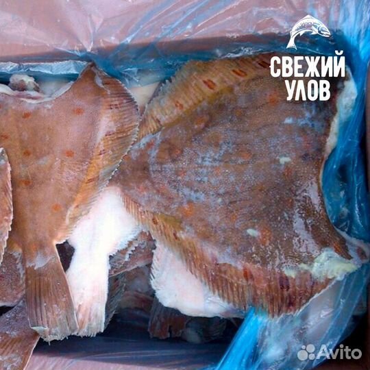 Камбала королевская Пермь