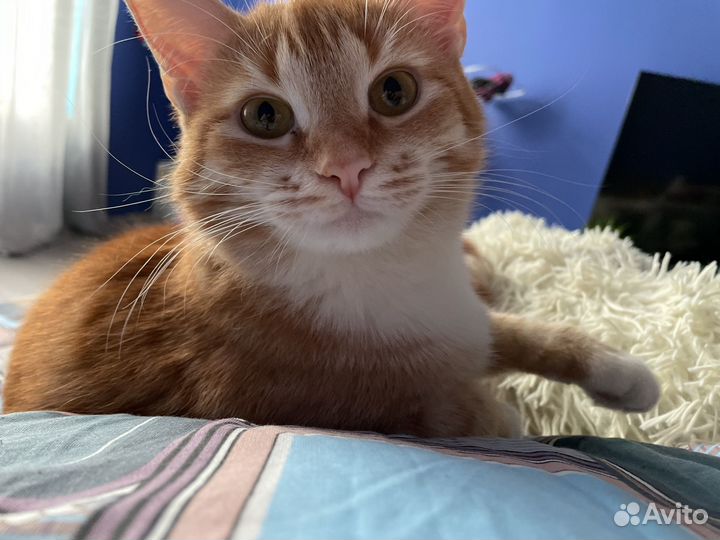 Кошка в дар бесплатно