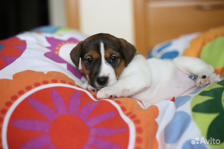 Девочка джек рассел