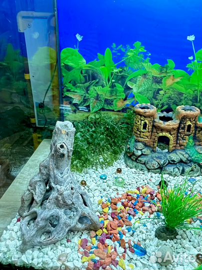 Аквариум
