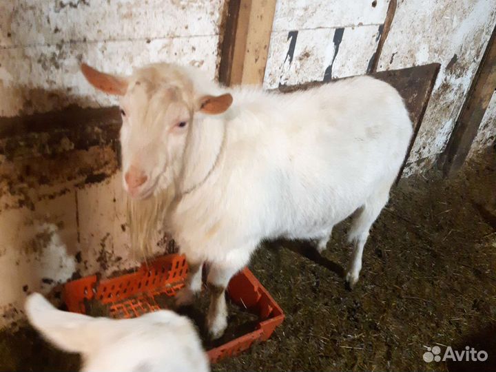 Козел зааненский