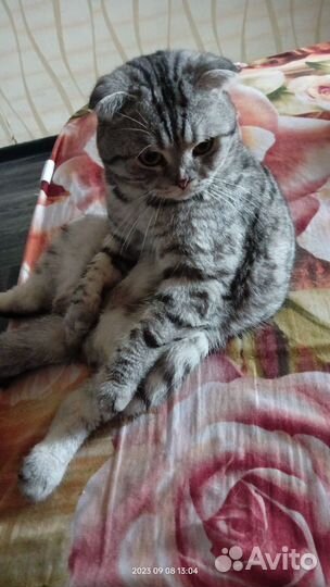 Котик приглашает на вязку кошку