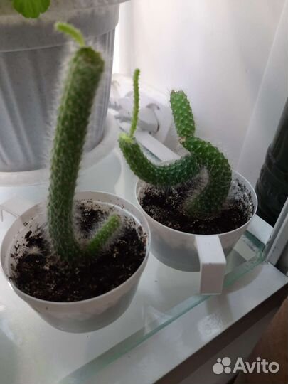 Фелинопсис