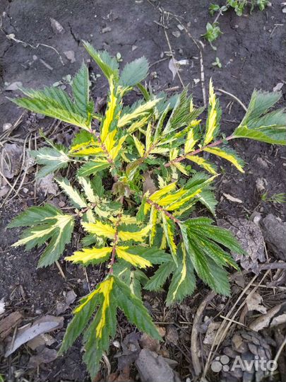 Хоста, лабазник варегатный