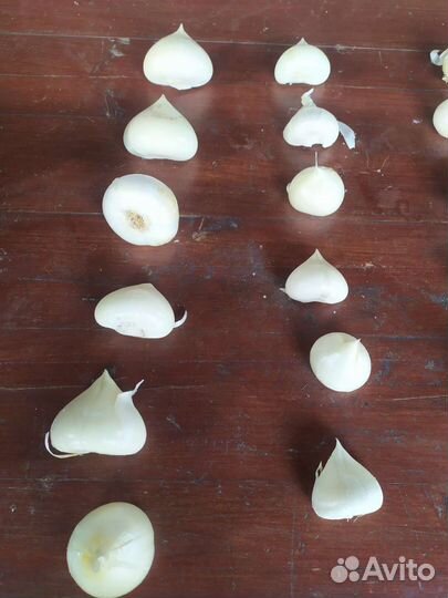 Лук-чеснок. Лук Суворова