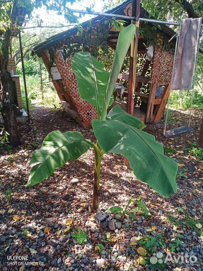 Банановые пальмы