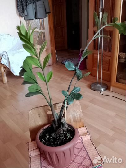 Замиокулькас