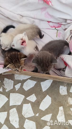 Отдам котят в добрые руки