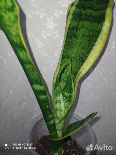 Сансевиерия сортовая