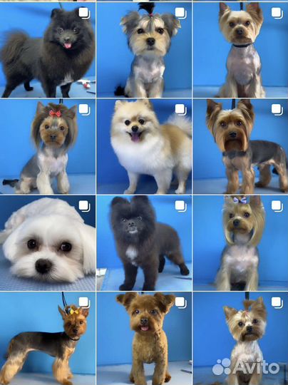 Стрижка собак