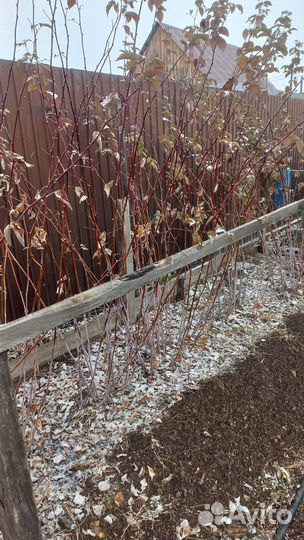 Продам саженцы малины