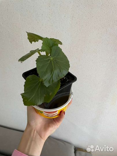 Бегония желтая