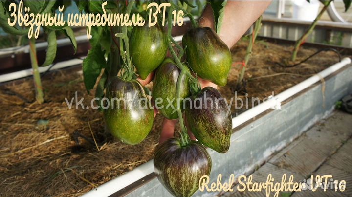 Семена томатов