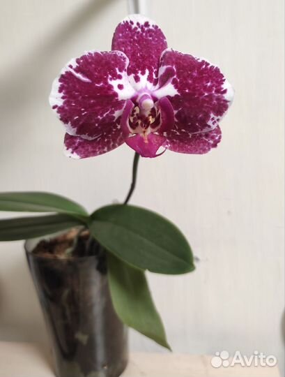 Орхидея фаленопсис