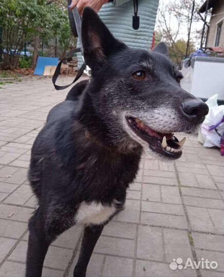 Собака в добрые руки