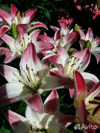Лилии азиатки Ла и От гибриды(не прихотливые)