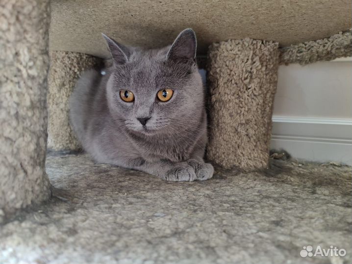 Котята ищут дом