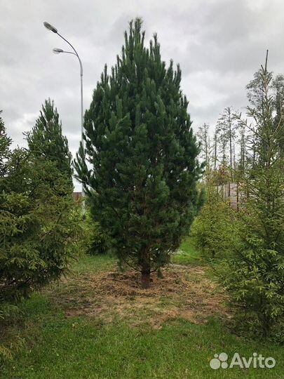 Сосна обыкновенная