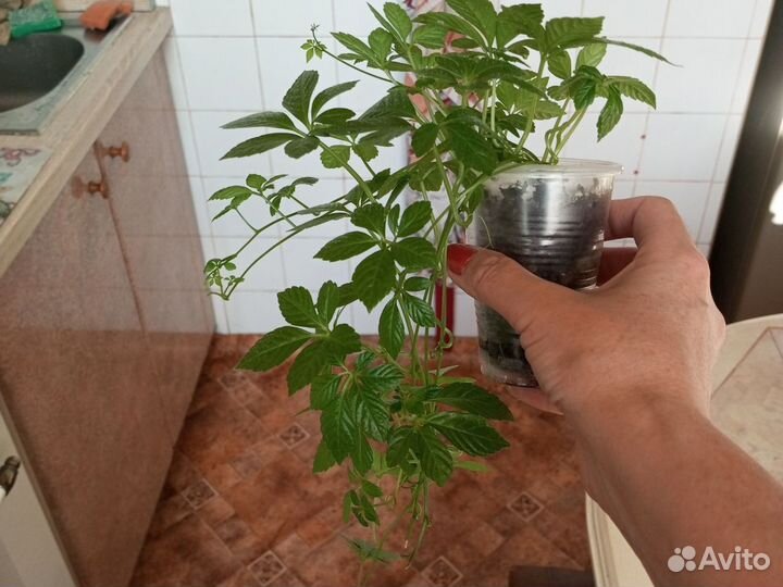 Циссус Стриата(Cissus striata)