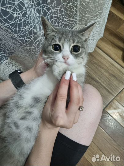 Кошка в дар