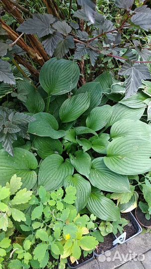 Ирисы, лилии, лилейники, бадан, хосты и другие