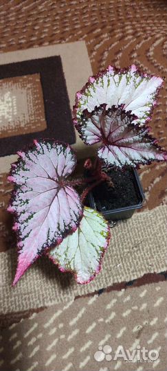 Комнатные растения