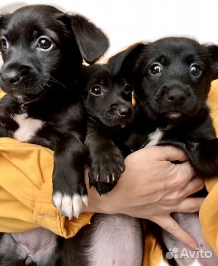 Щенки