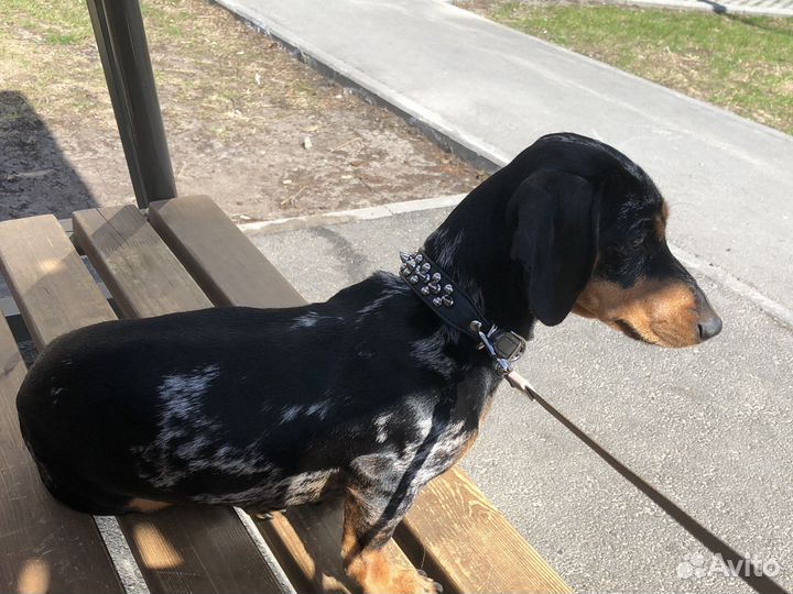 Такса вязка