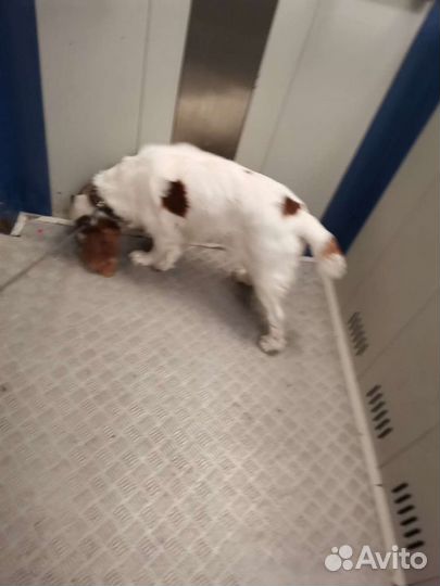 Прогулка с собакой