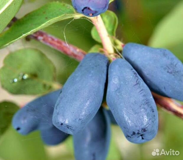 Жимолость сьедобная Нимфа,Синяя Птица,Трое друзей