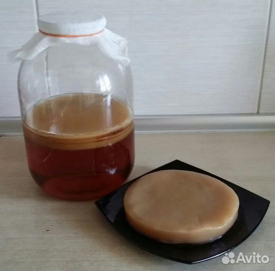 Чайный гриб